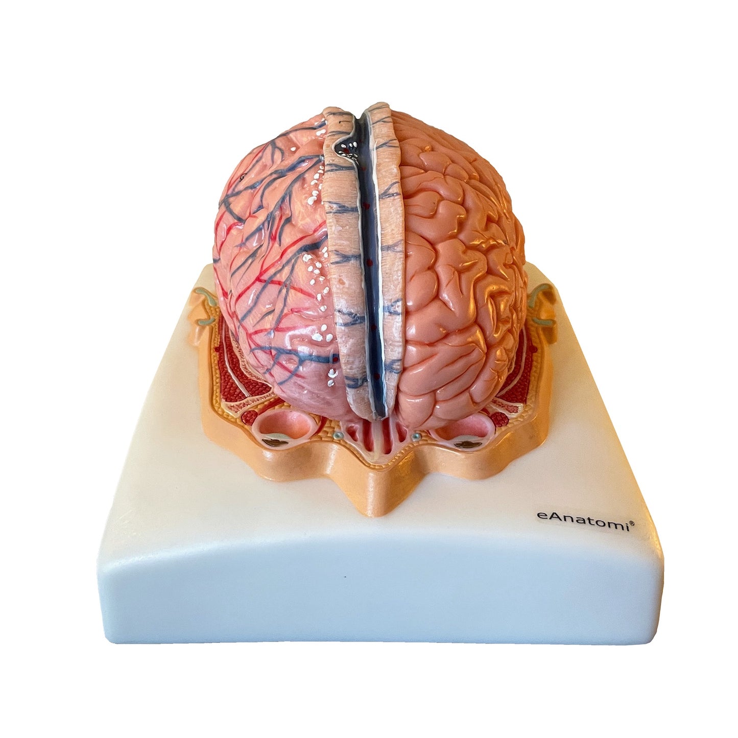 Brain model in 6 parts