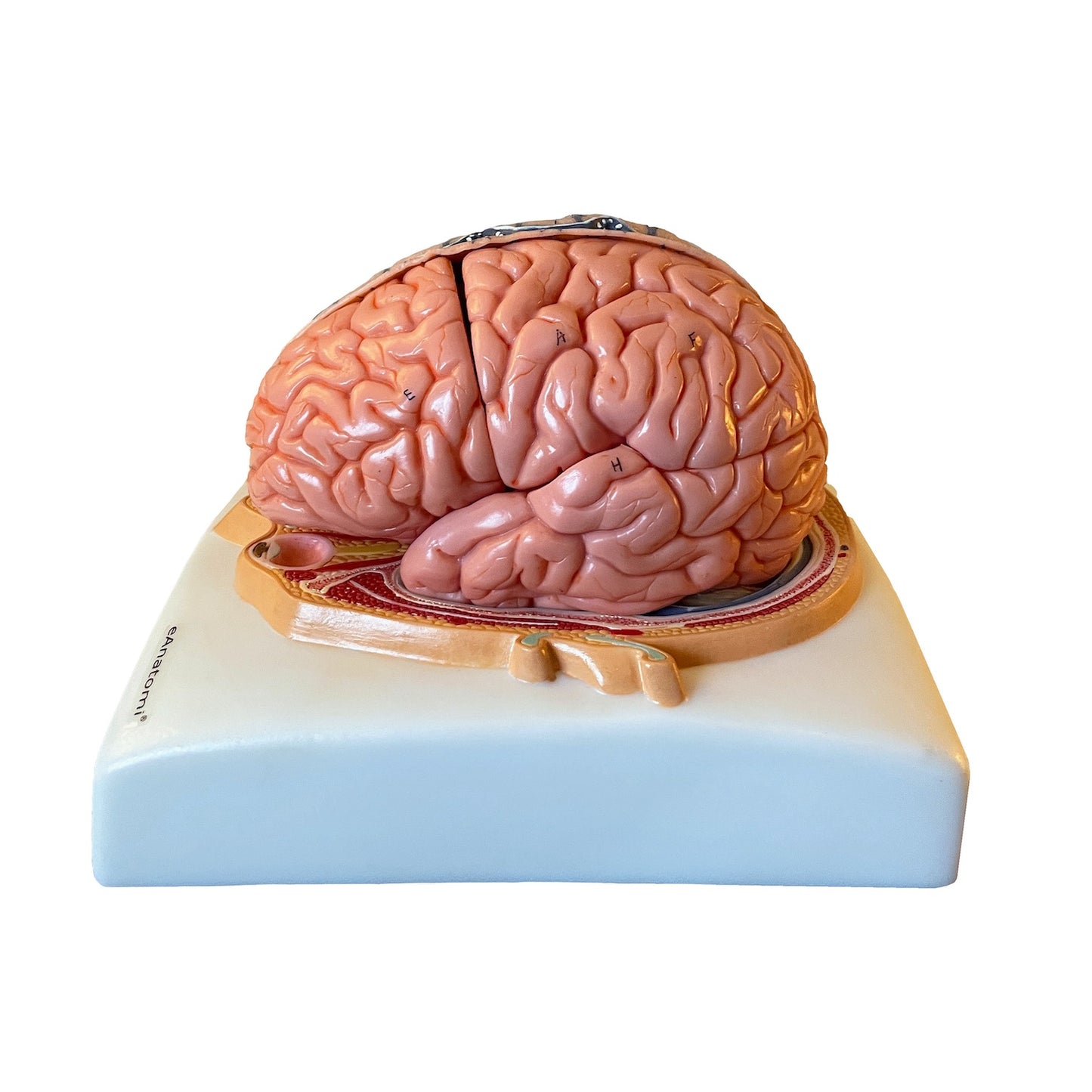 Brain model in 6 parts