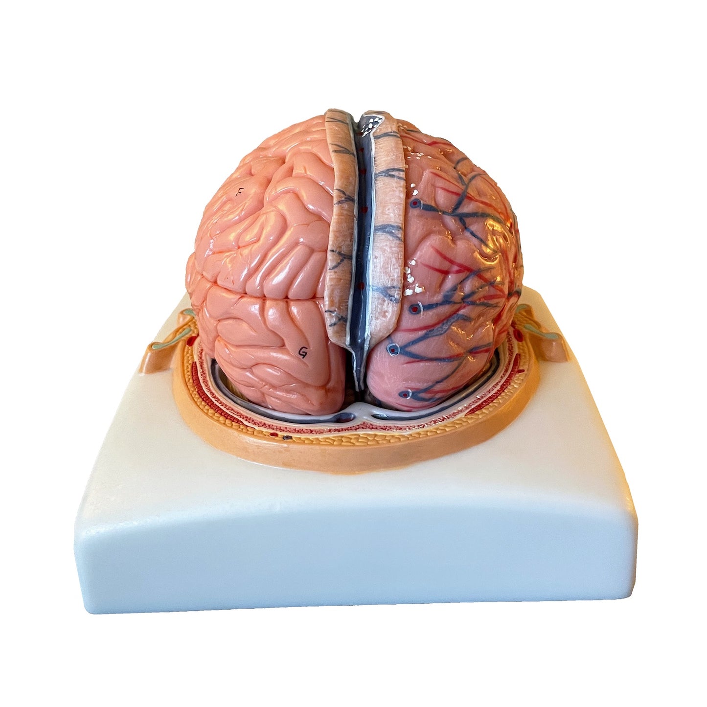 Brain model in 6 parts