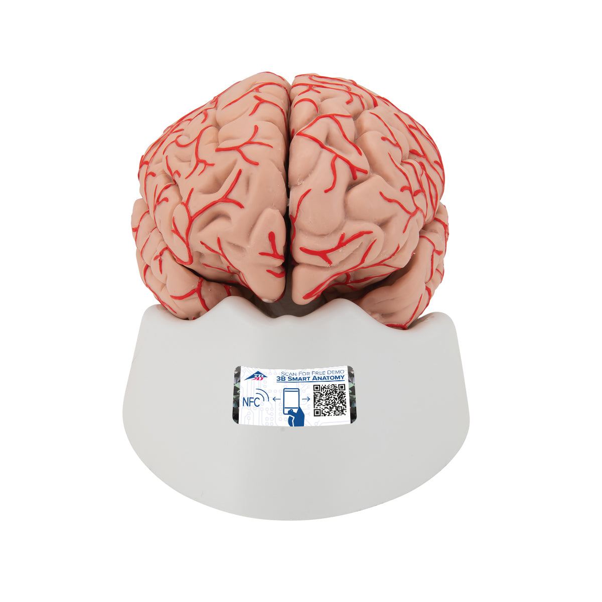 Hjernemodel der også viser arterier. Kan adskilles i 9 dele