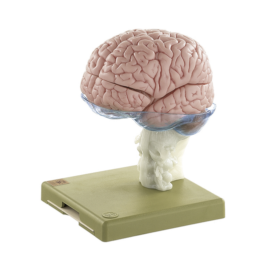 Hjärnmodell i högsta kvalitet och med färgade inre strukturer. Kan delas upp i 15 delar