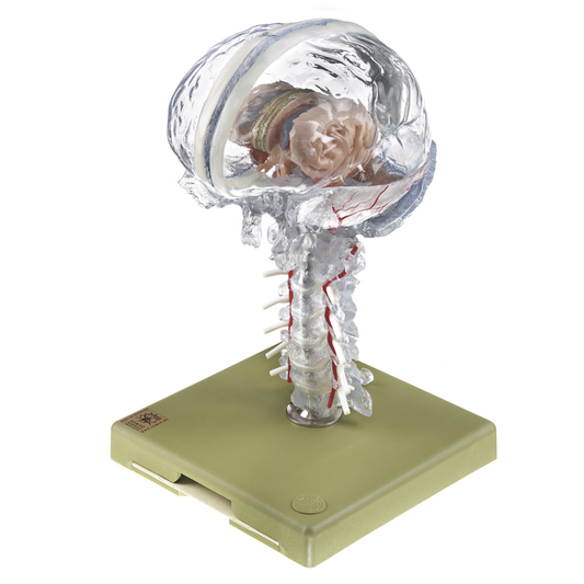 Hjärnmodell i högsta kvalitet och med fokus på hjärnans inre strukturer. Kan delas upp i 15 delar