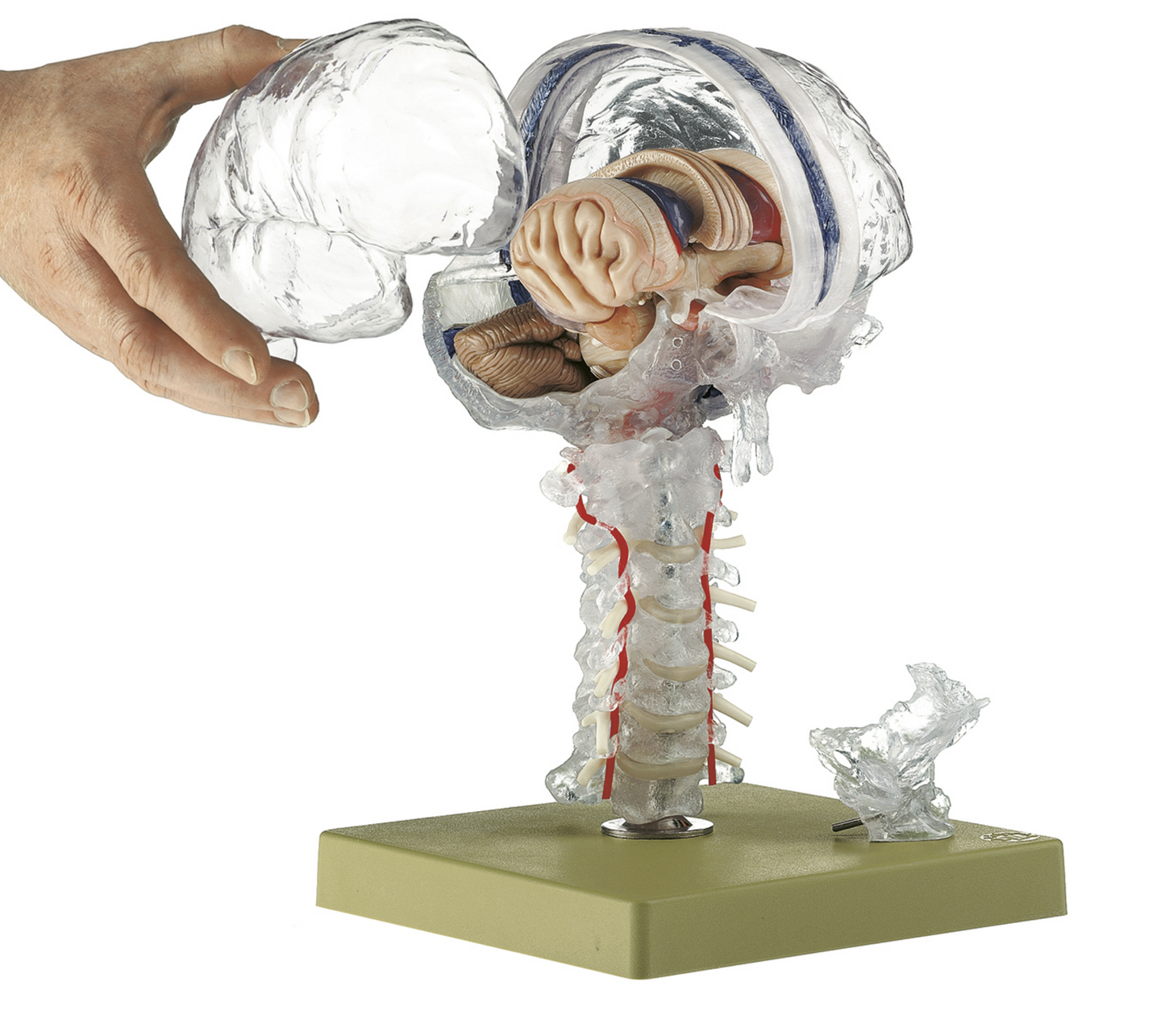 Brain model in the highest quality and with a focus on the internal structures of the brain. Can be separated into 15 parts