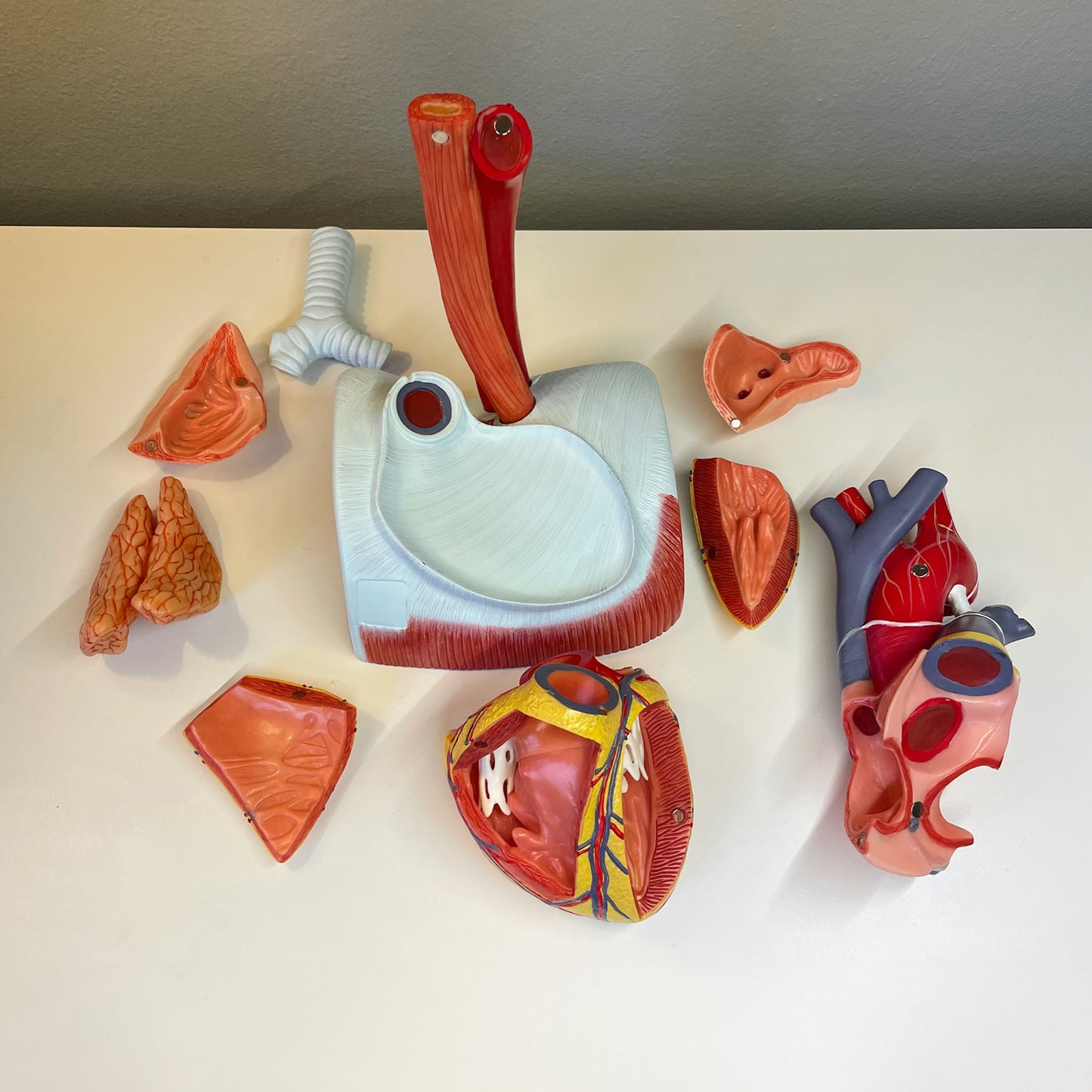 Hjärtmodell som är förstorad, i hög kvalitet och 12 delar