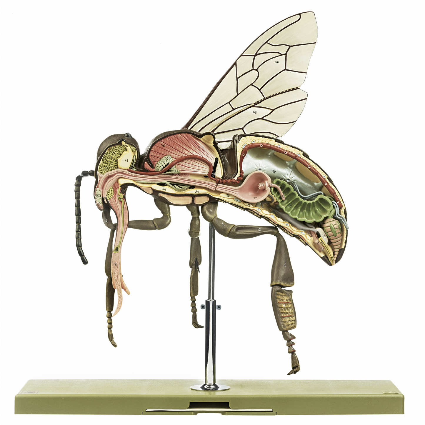 Model of a honey bee (Apis mellifera) in the highest quality, greatly enlarged