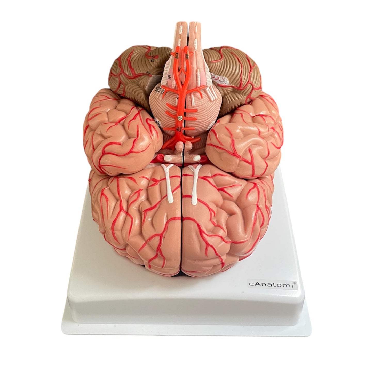 Hjernemodel i naturlig størrelse med arterier - kan deles i 9 dele
