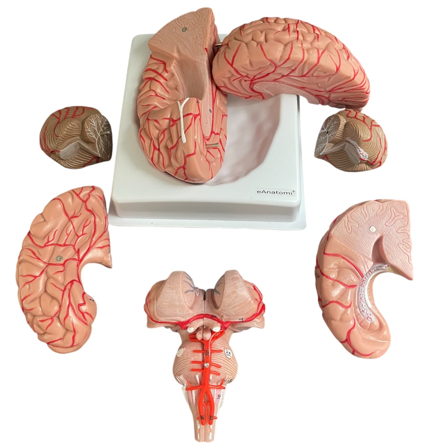 Hjernemodel i naturlig størrelse med arterier - kan deles i 9 dele