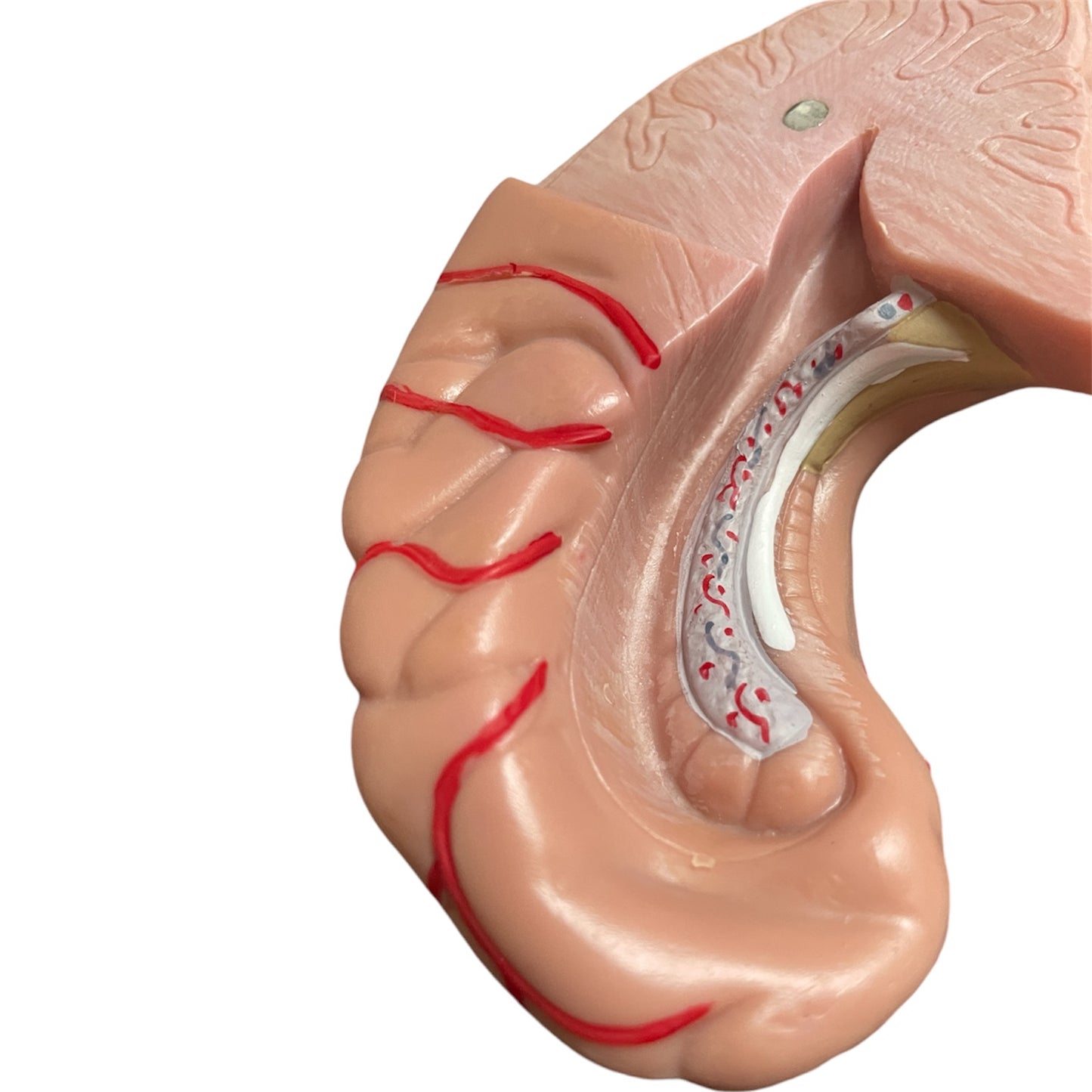 Hjernemodel i naturlig størrelse med arterier - kan deles i 9 dele