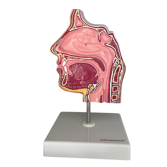 Classic model of the 4 sinuses as well as oral cavity, nasal cavity and pharynx