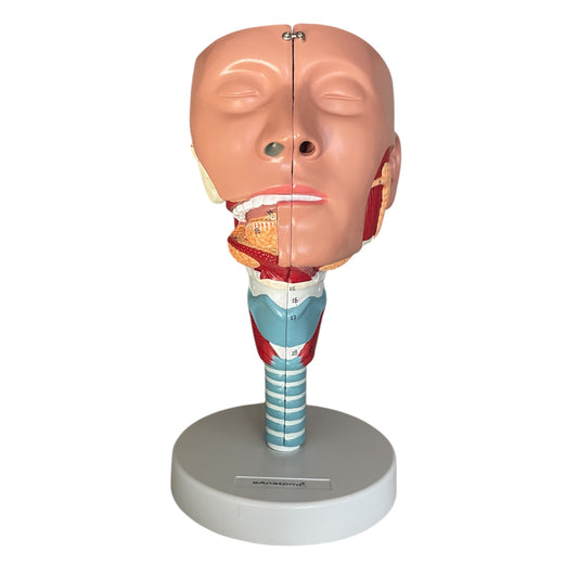 Nose and throat model