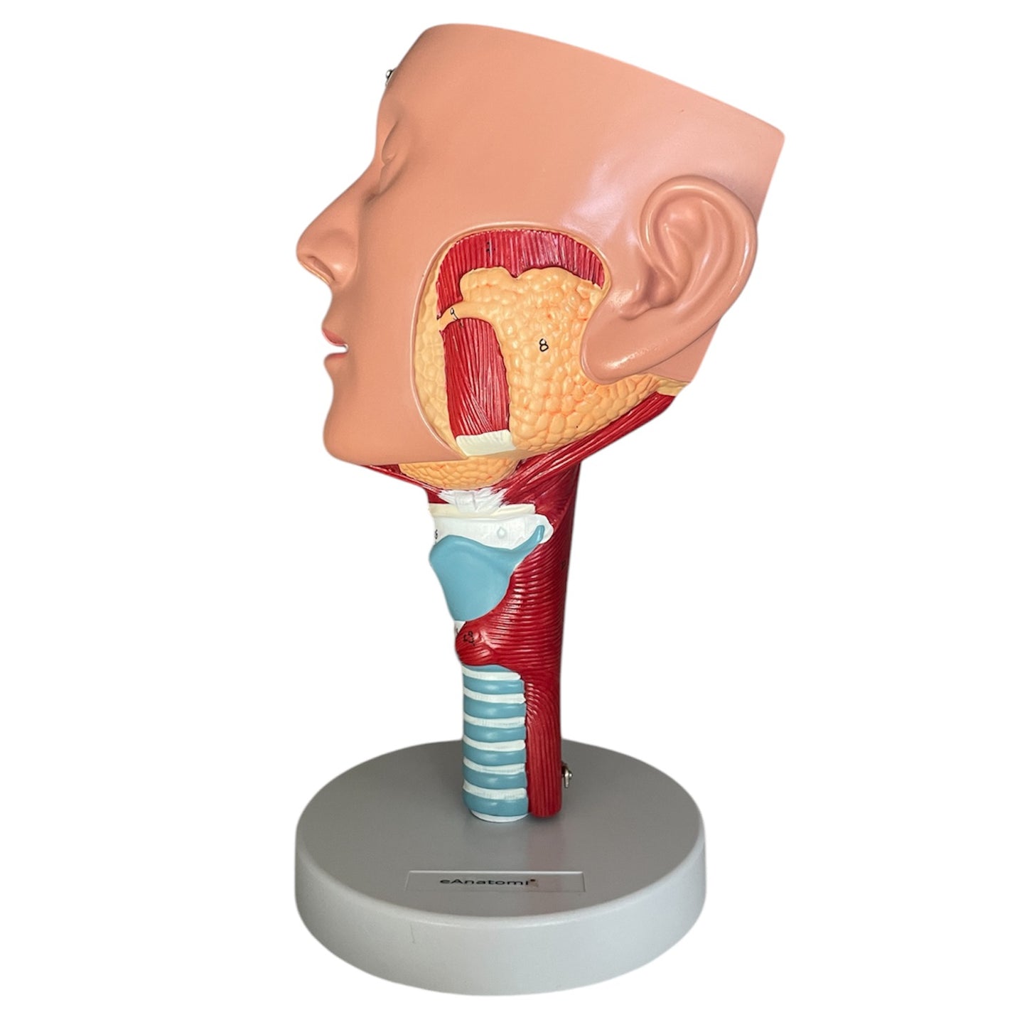 Nose and throat model