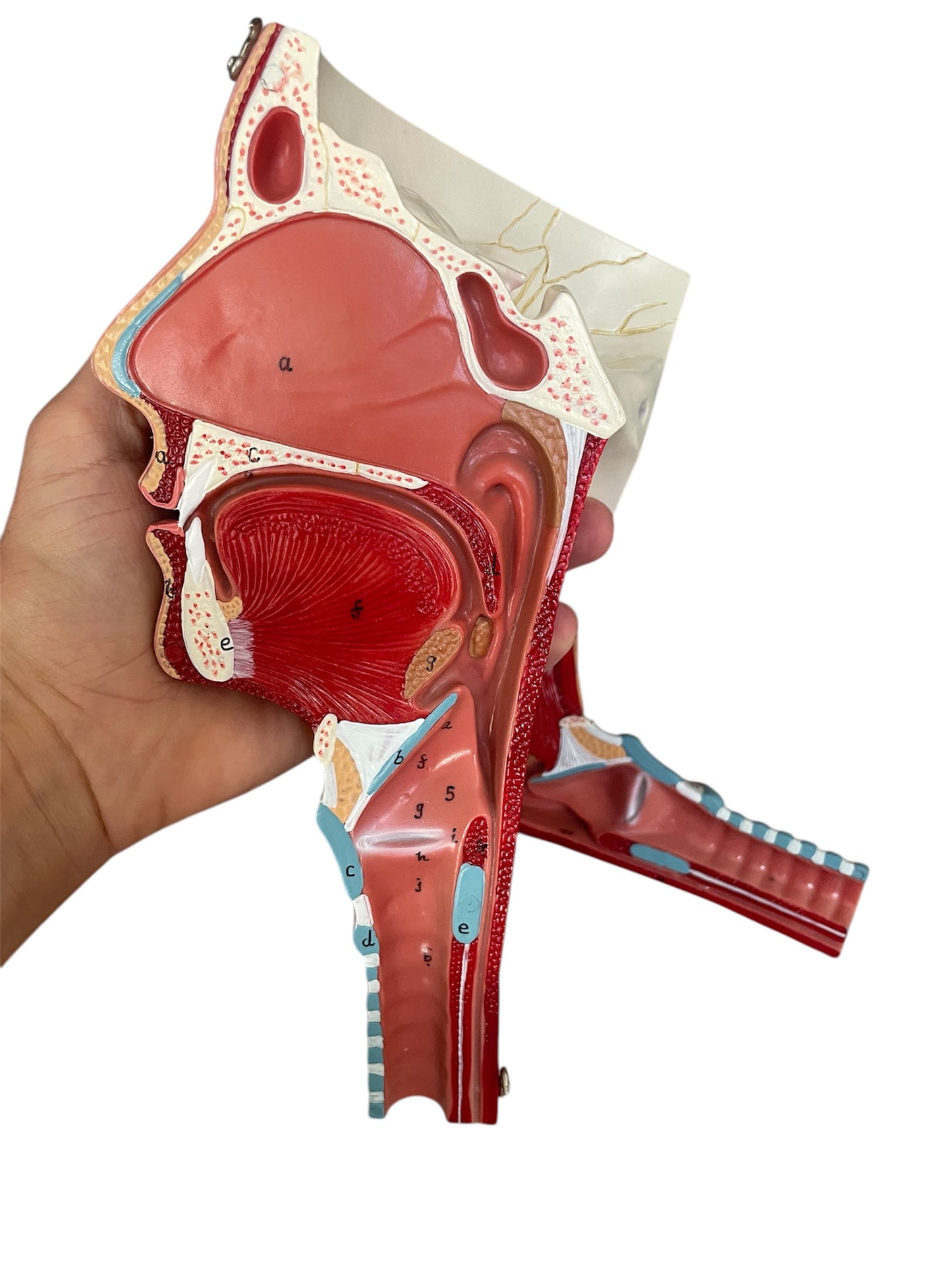 Nose and throat model