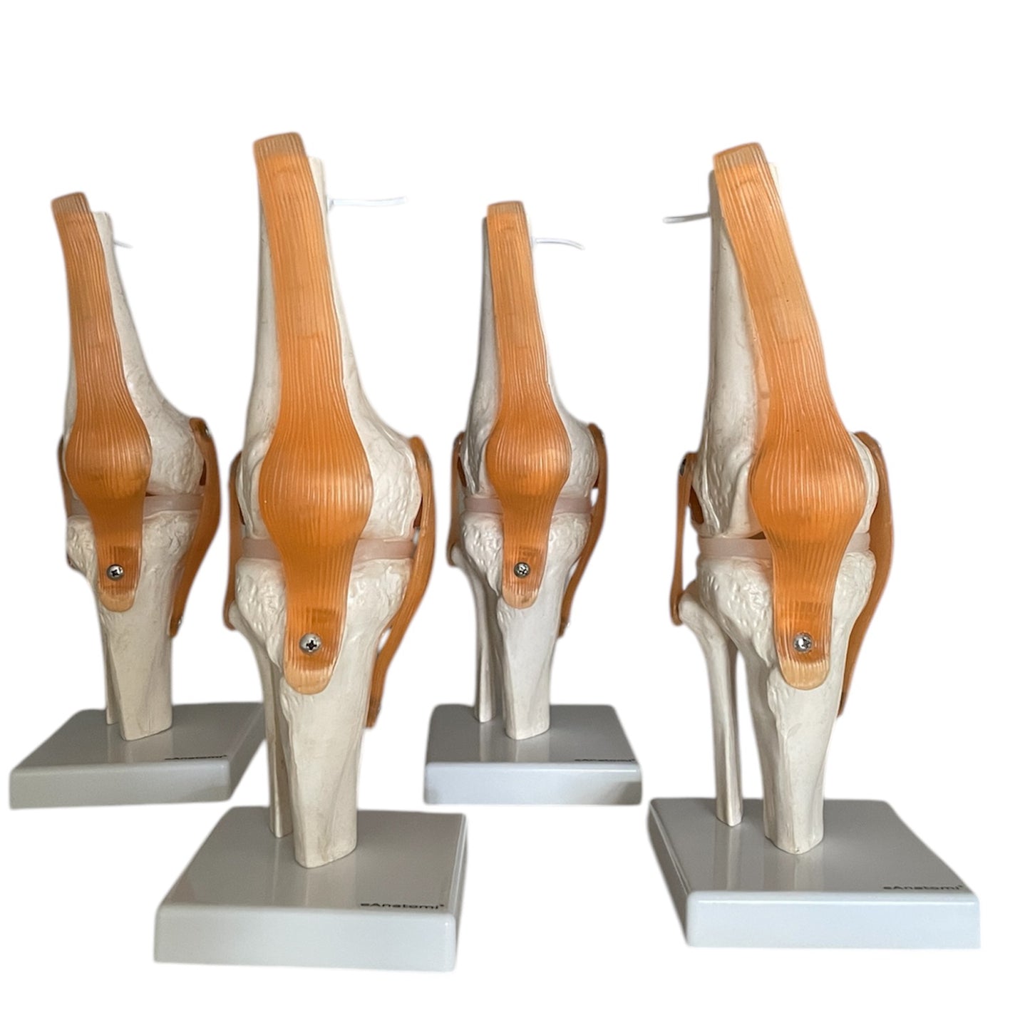 Package with 4 pcs. flexible knee model with ligaments and menisci in 2 grades