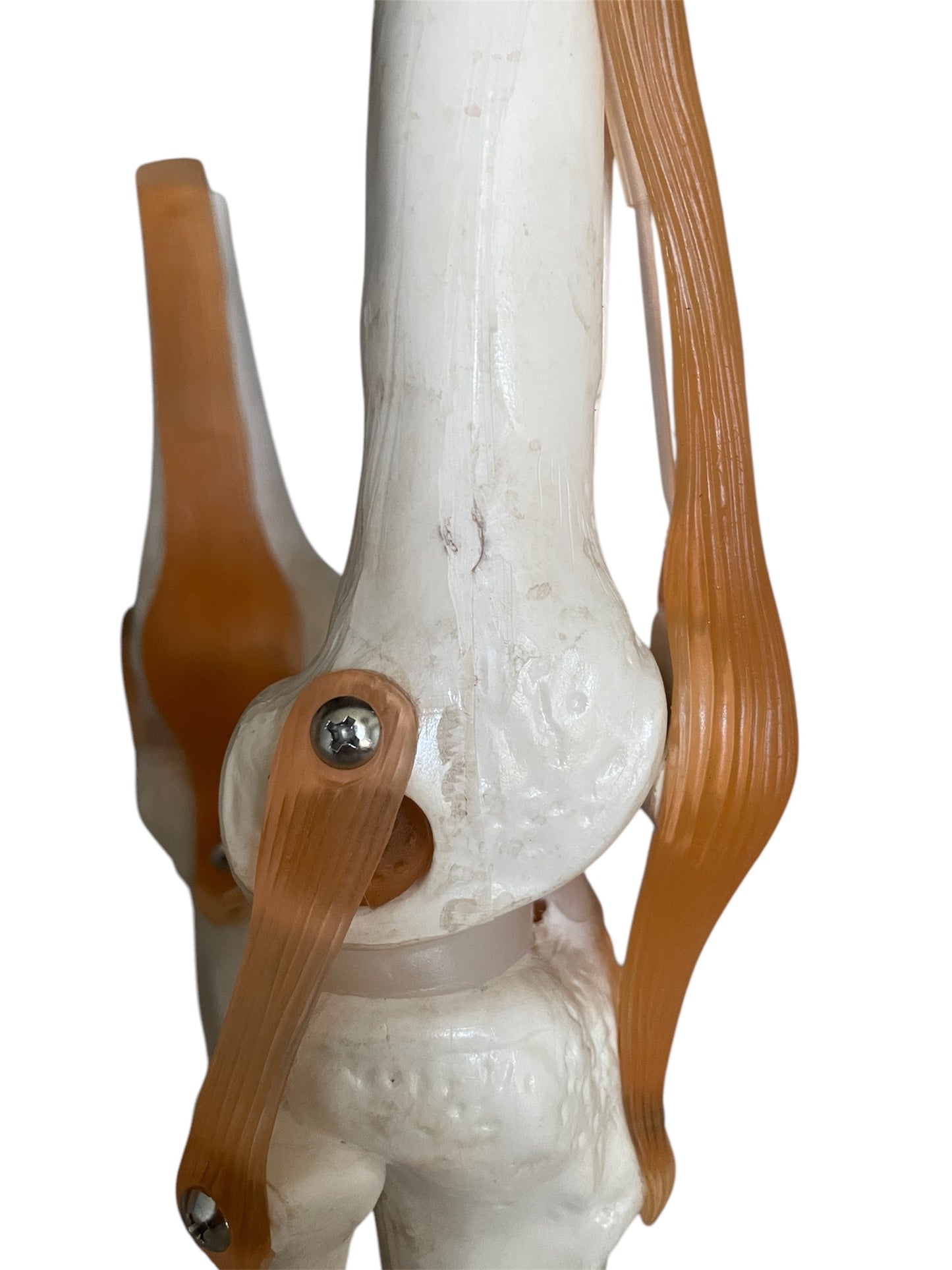 Package with 4 pcs. flexible knee model with ligaments and menisci in 2 grades