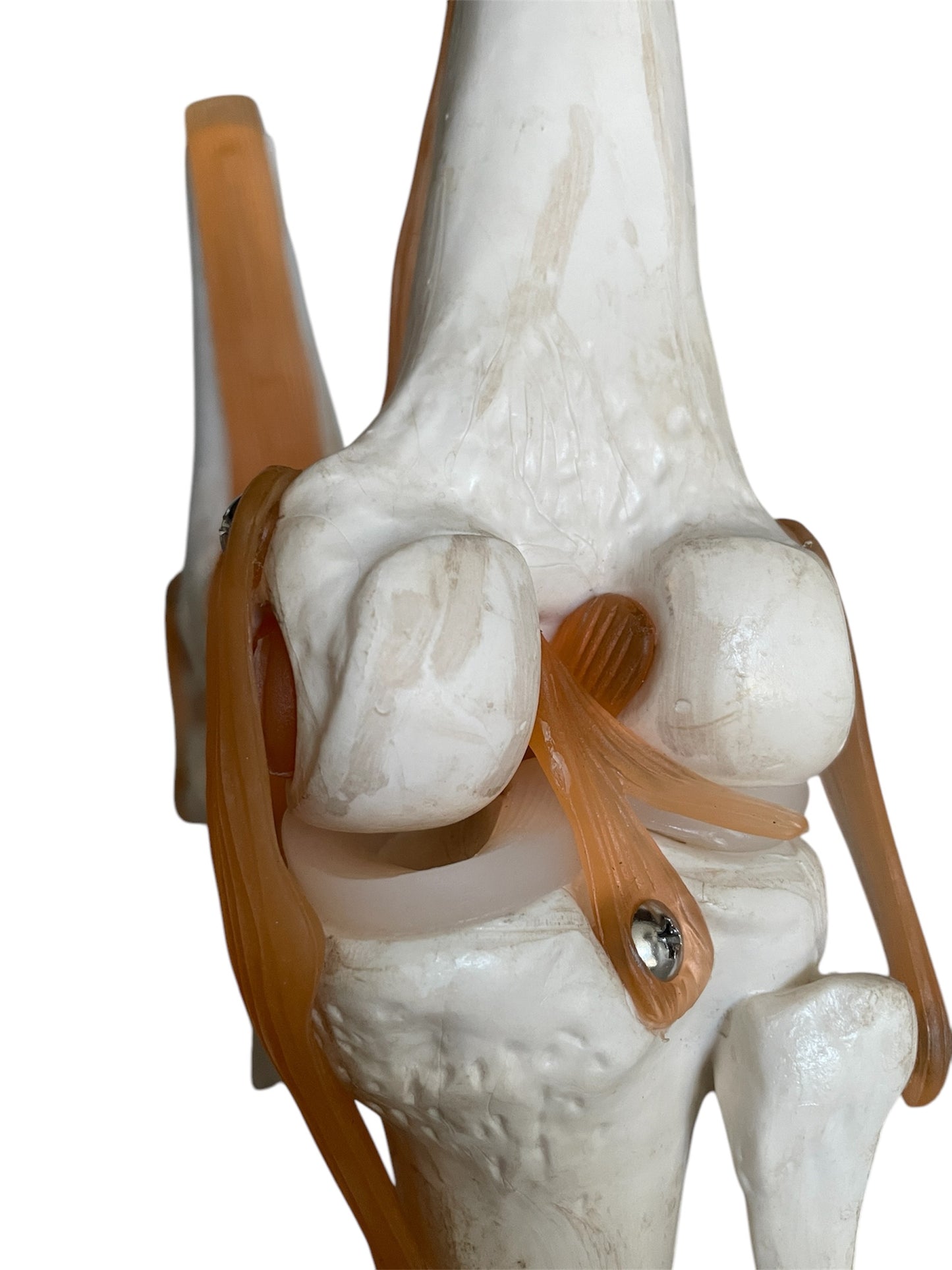 Package with 4 pcs. flexible knee model with ligaments and menisci in 2 grades