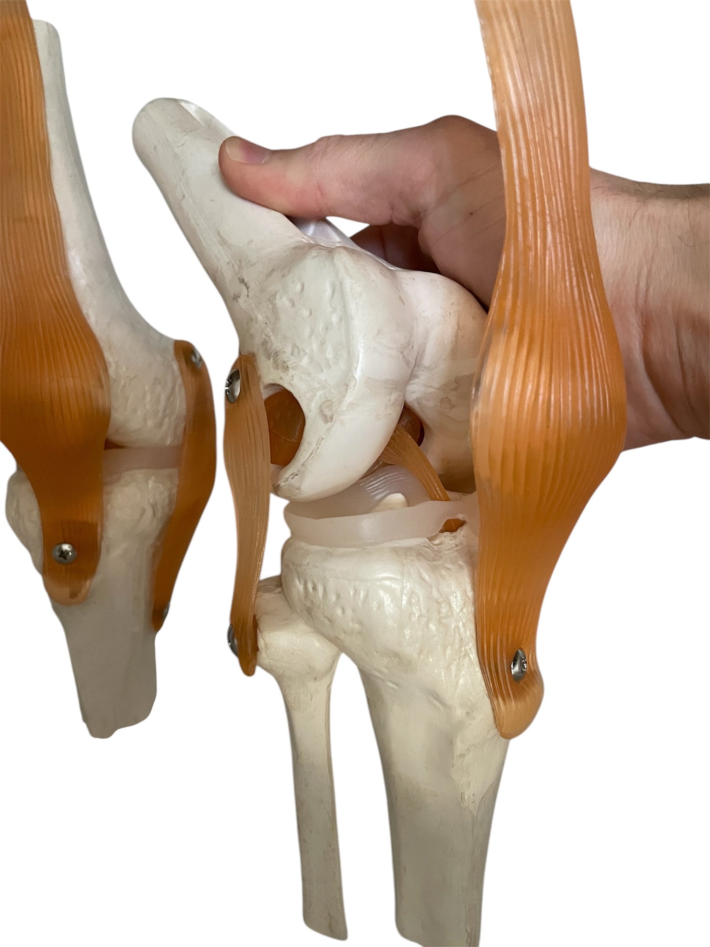 Package with 4 pcs. flexible knee model with ligaments and menisci in 2 grades