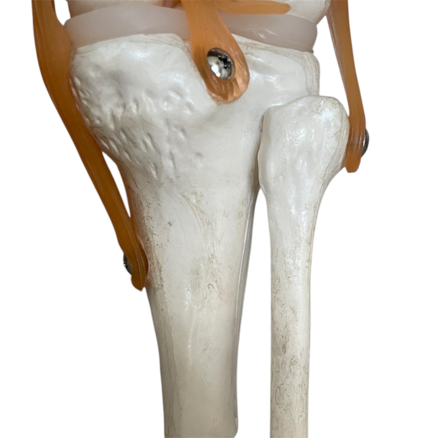 Package with 4 pcs. flexible knee model with ligaments and menisci in 2 grades