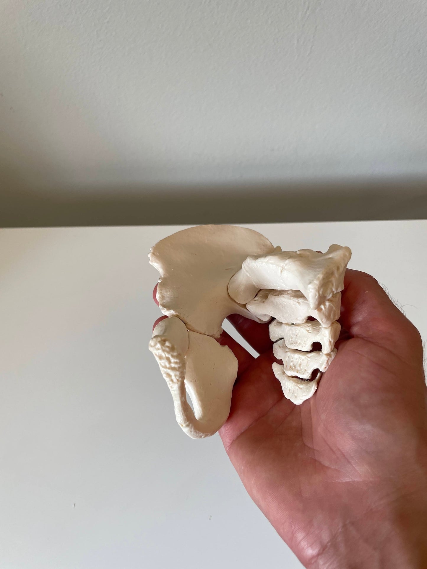 Sacrum og coxae knoglerne af 5 årig