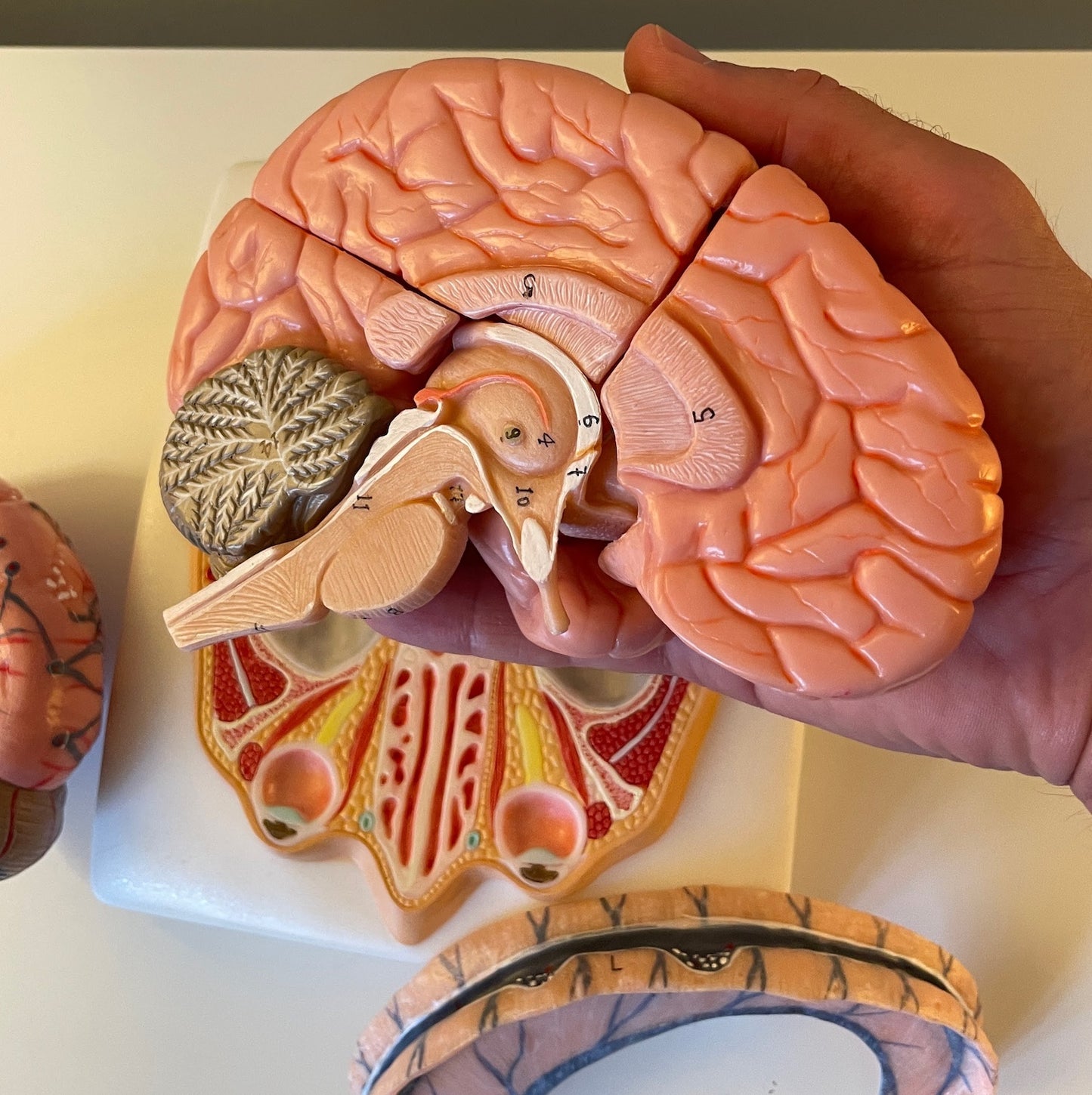 Brain model in 6 parts