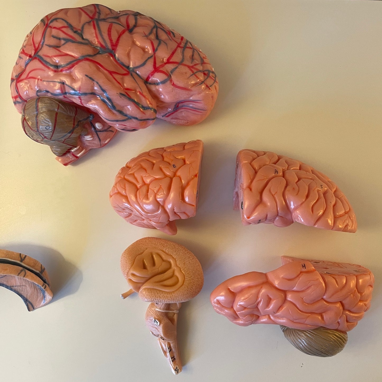 Brain model in 6 parts