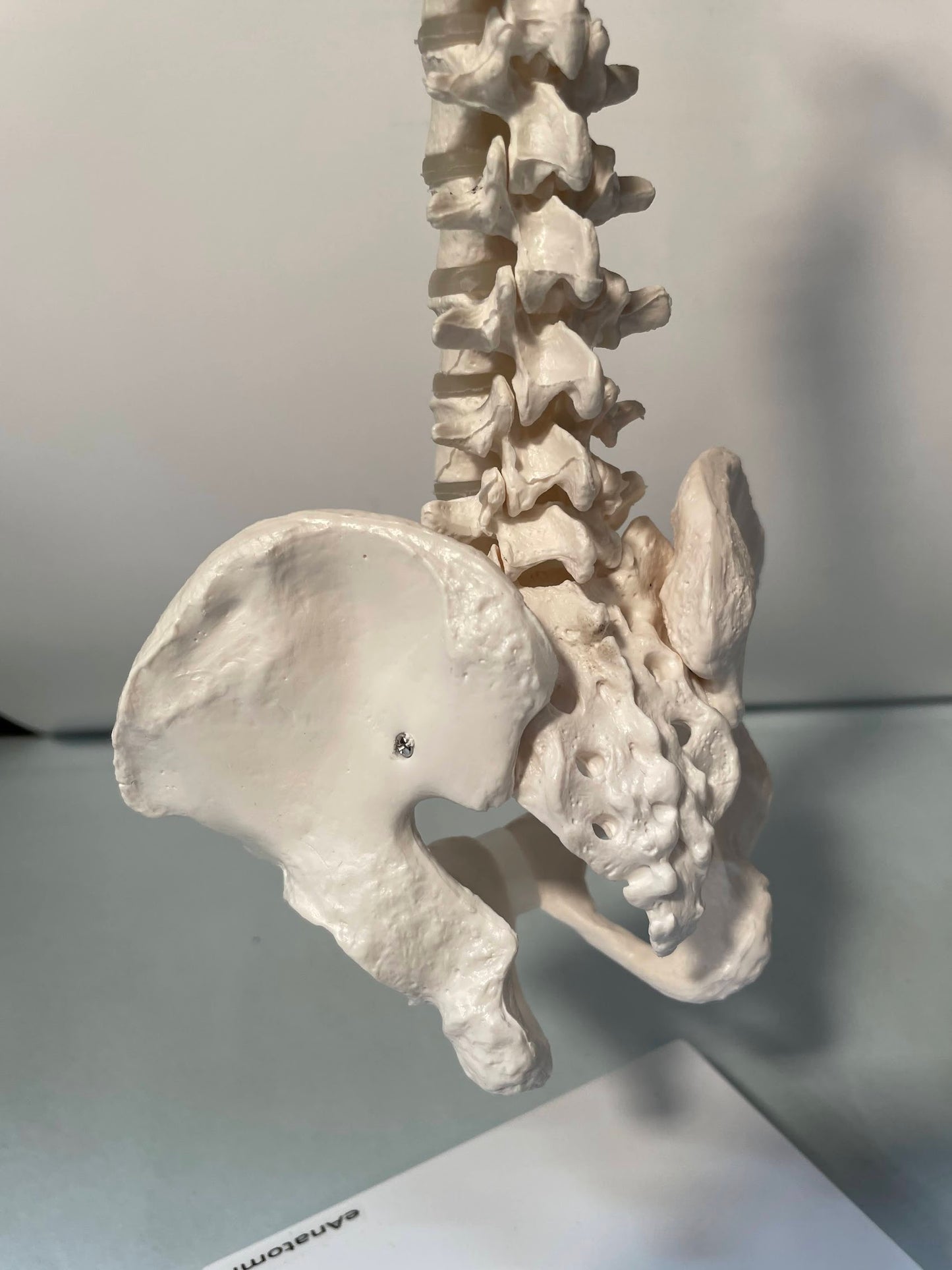 Reduced model of the spine presented on a stand