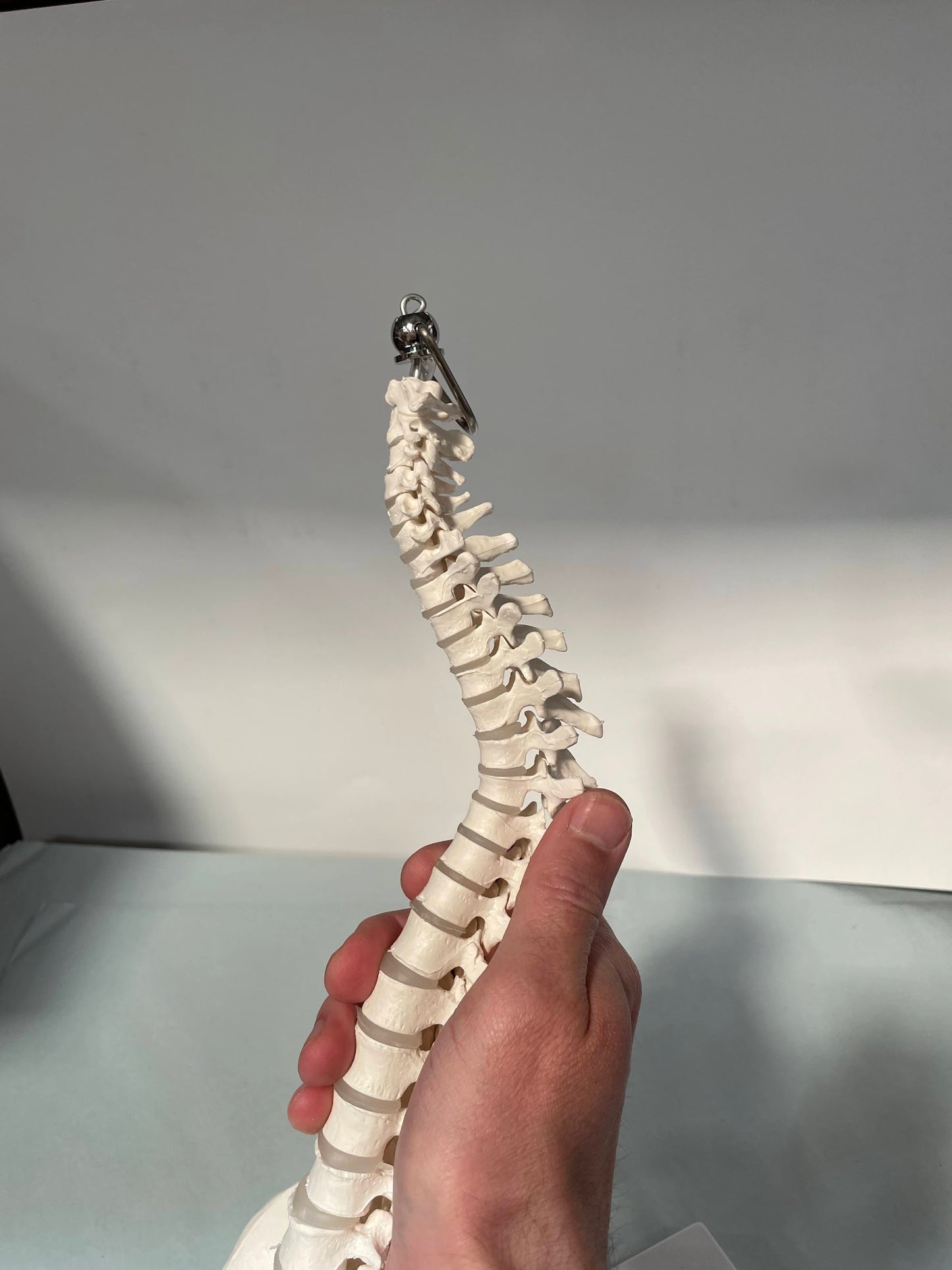 Reduced model of the spine presented on a stand