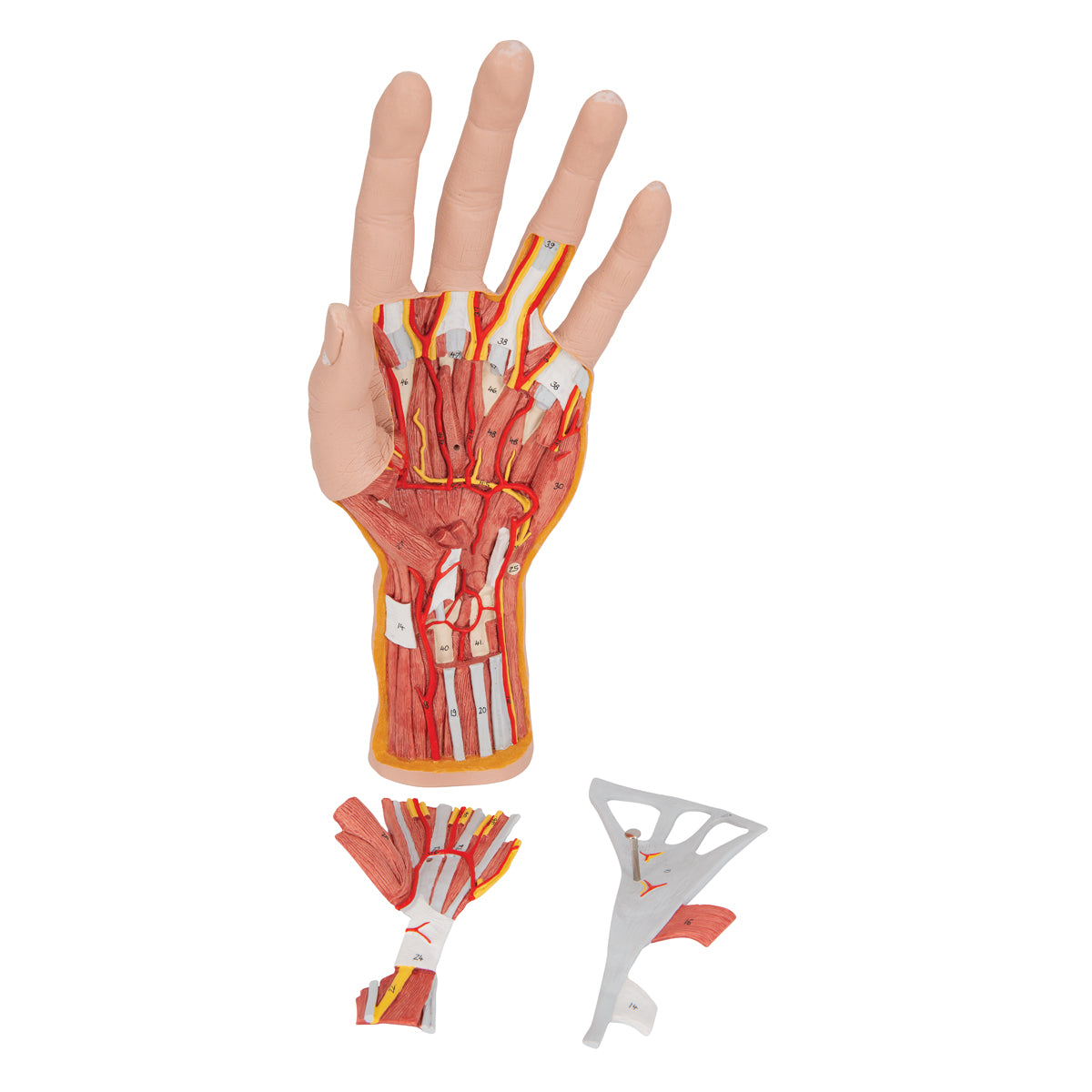 Komplett handmodell med hud, muskler, senor, kärl och nerver - kan delas upp i 3 delar