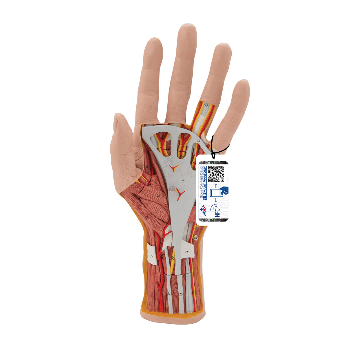 Komplet håndmodel med hud, muskler, sener, kar og nerver - kan adskilles i 3 dele