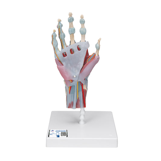 Komplett handmodell med ligament, muskler, senor, kärl och nerver - kan delas upp i 4 delar