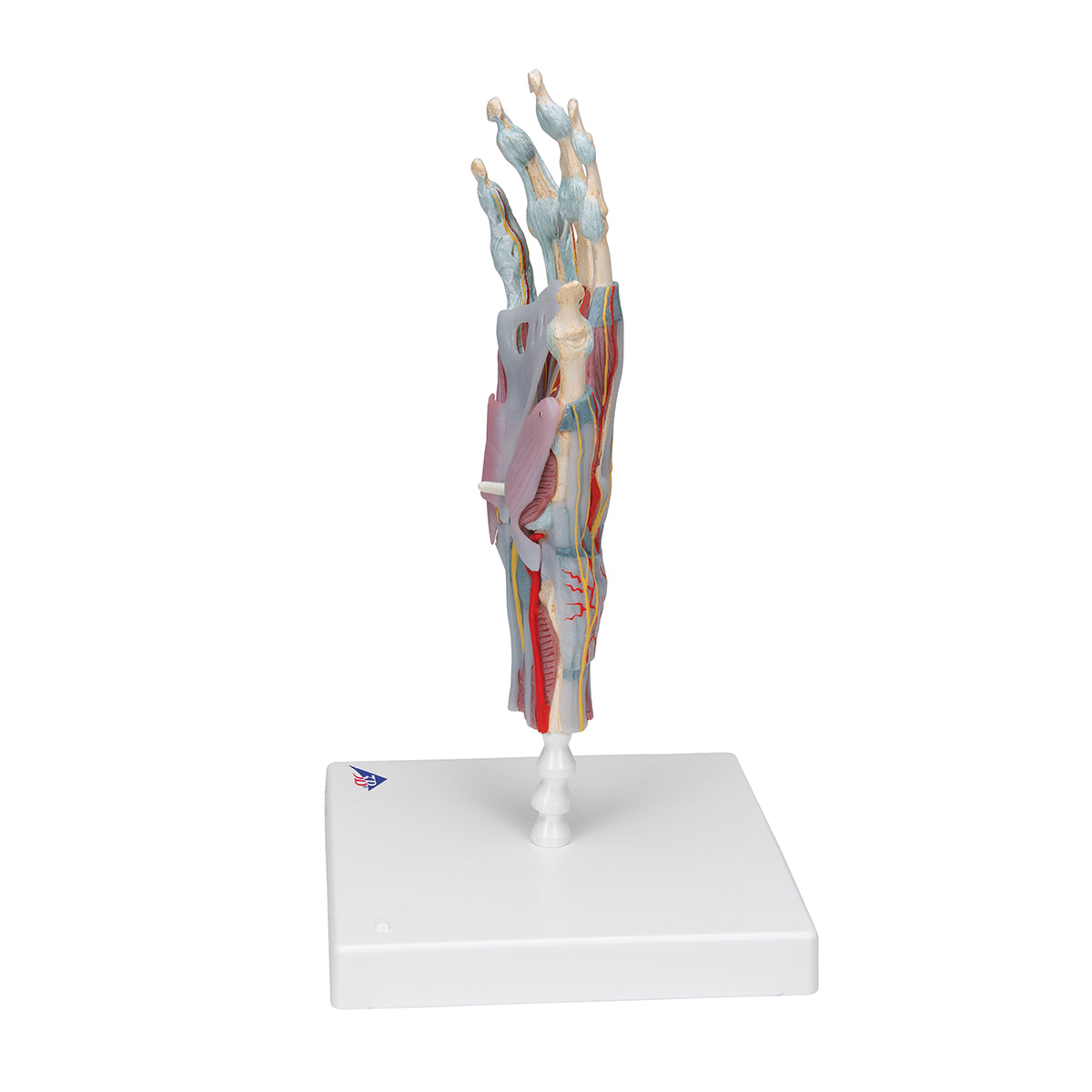 Complete hand model with ligaments, muscles, tendons, vessels and nerves - can be separated into 4 parts