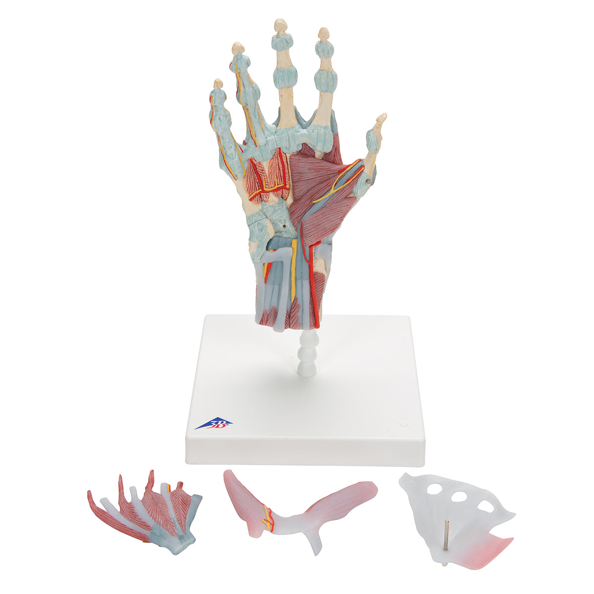 Komplet håndmodel med ledbånd, muskler, sener, kar og nerver - kan adskilles i 4 dele