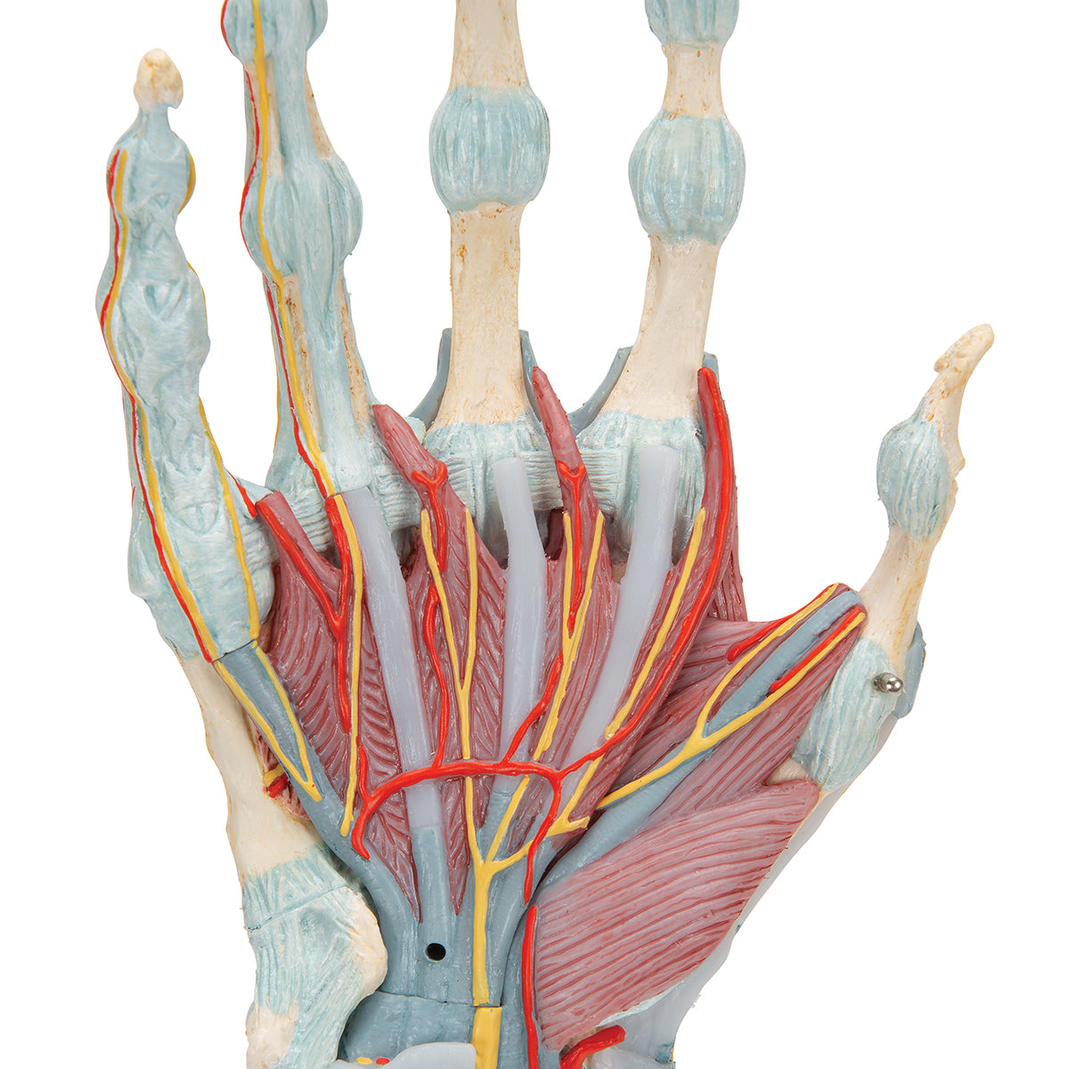 Complete hand model with ligaments, muscles, tendons, vessels and nerves - can be separated into 4 parts