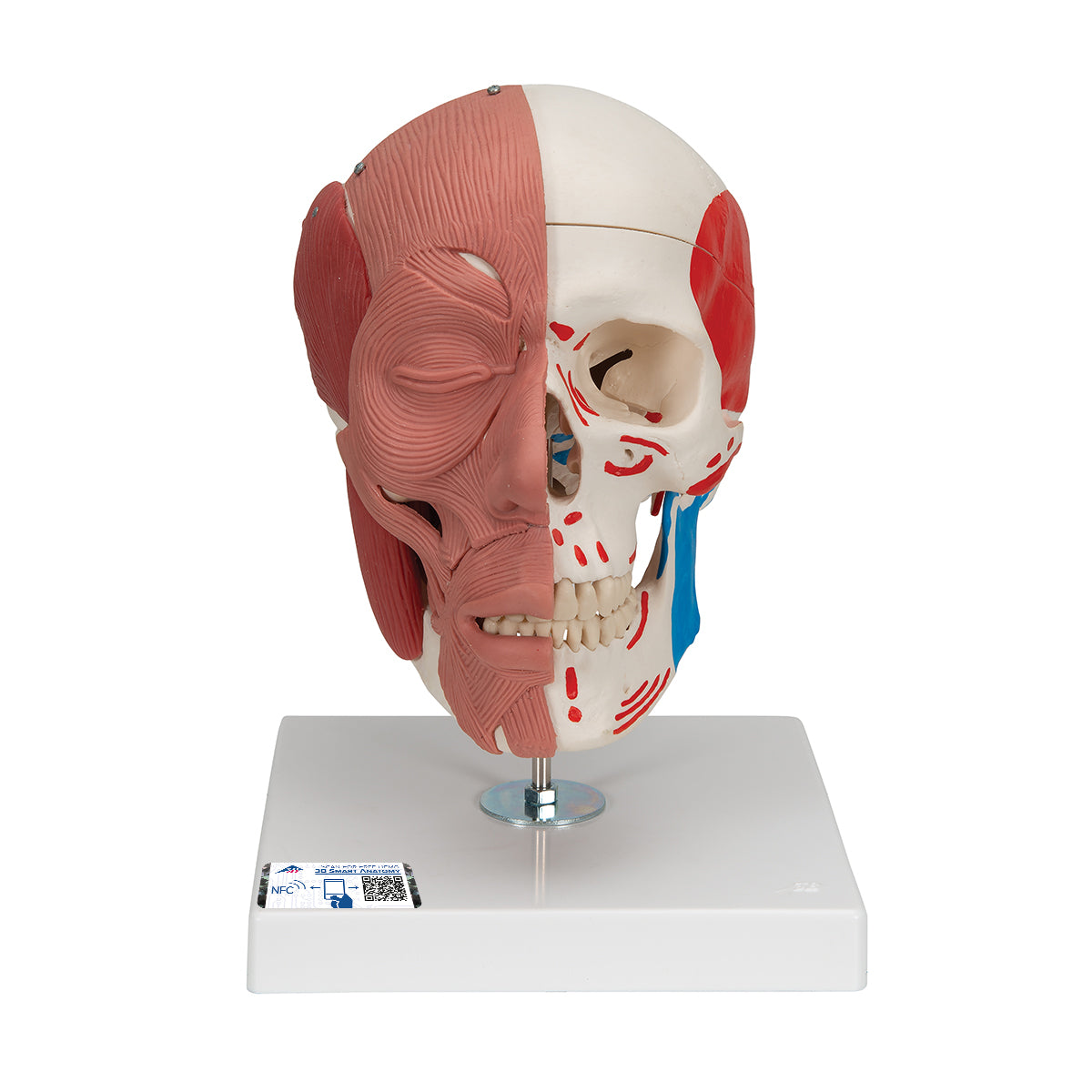 Skull model with both masticatory and facial muscles