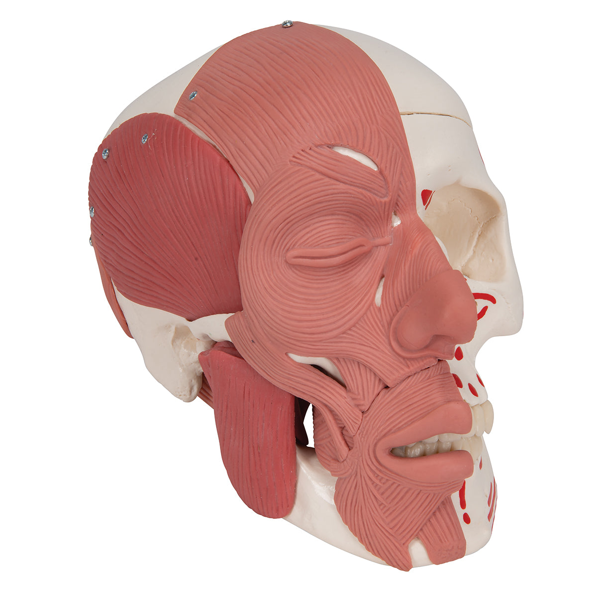 Kraniemodel med både tygge- og ansigtsmusklerne