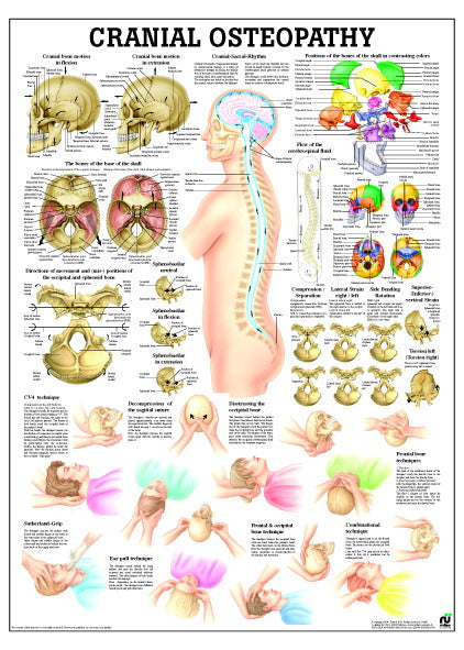 Poster about CranioSacral therapy