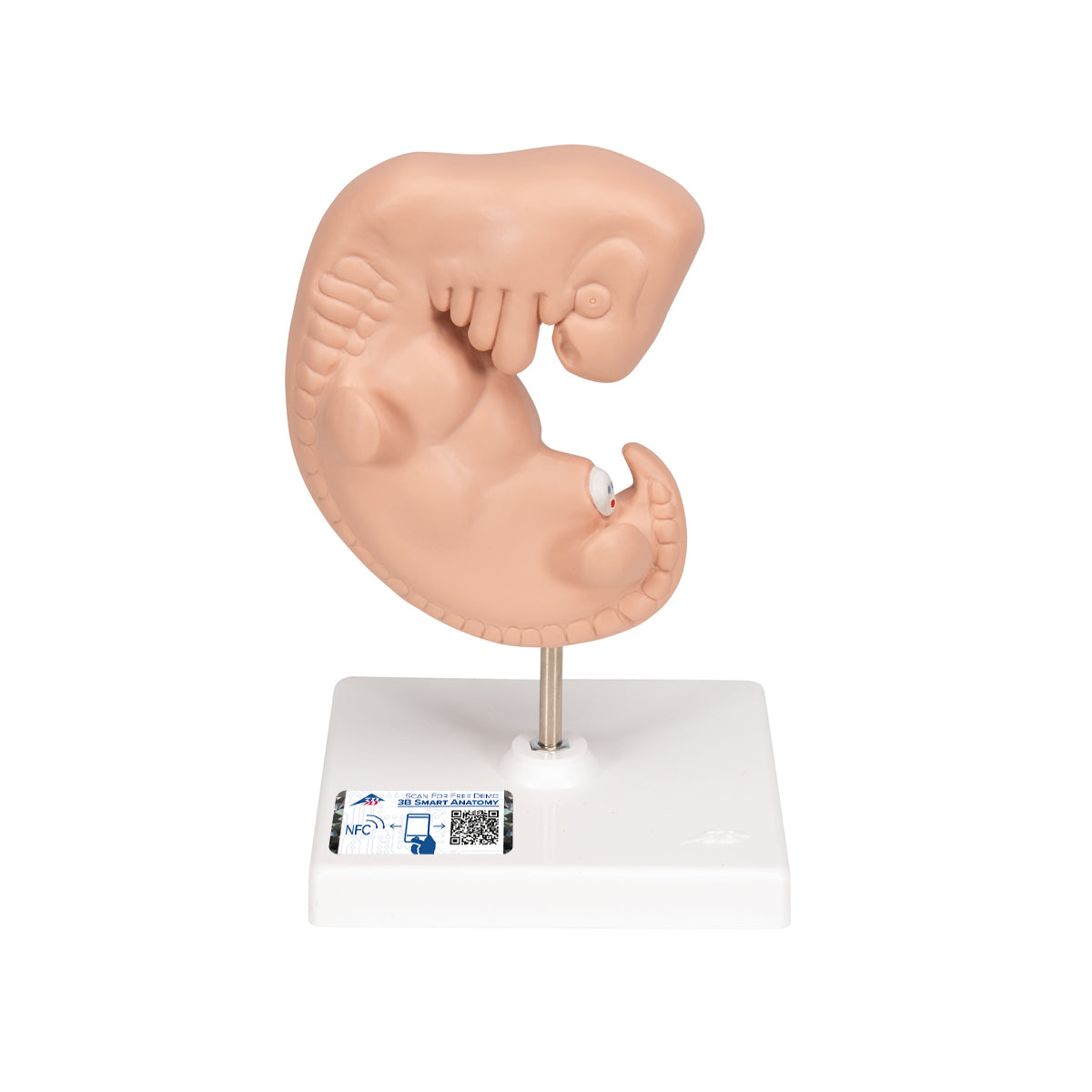 Model of a fetus corresponding to the 4th week of pregnancy in 25 x magnification