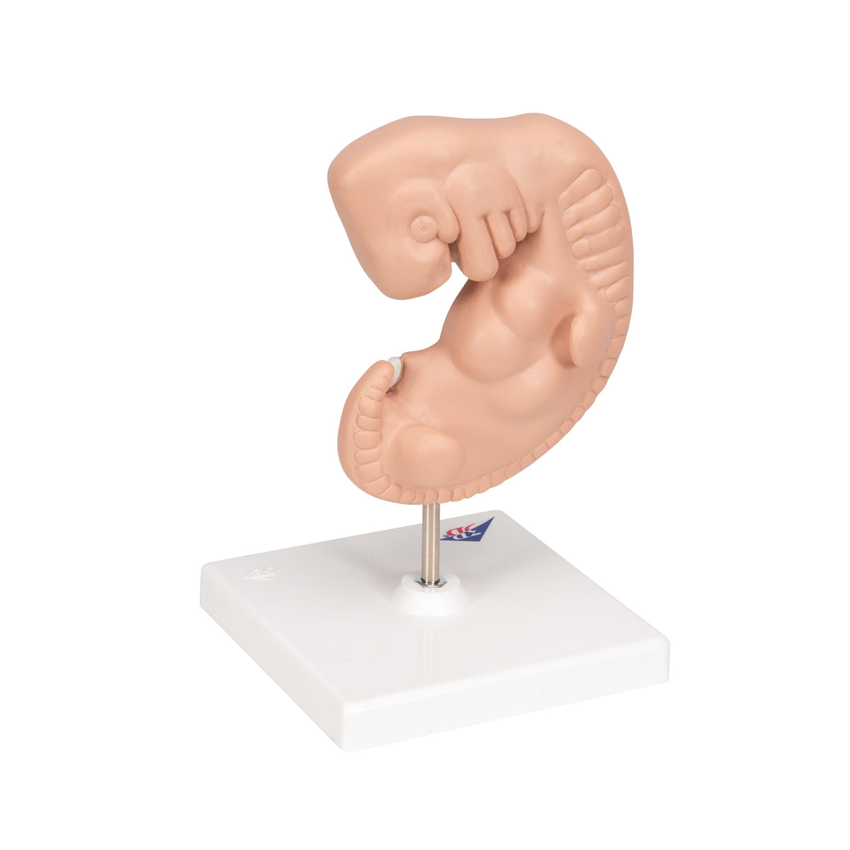 Model of a fetus corresponding to the 4th week of pregnancy in 25 x magnification