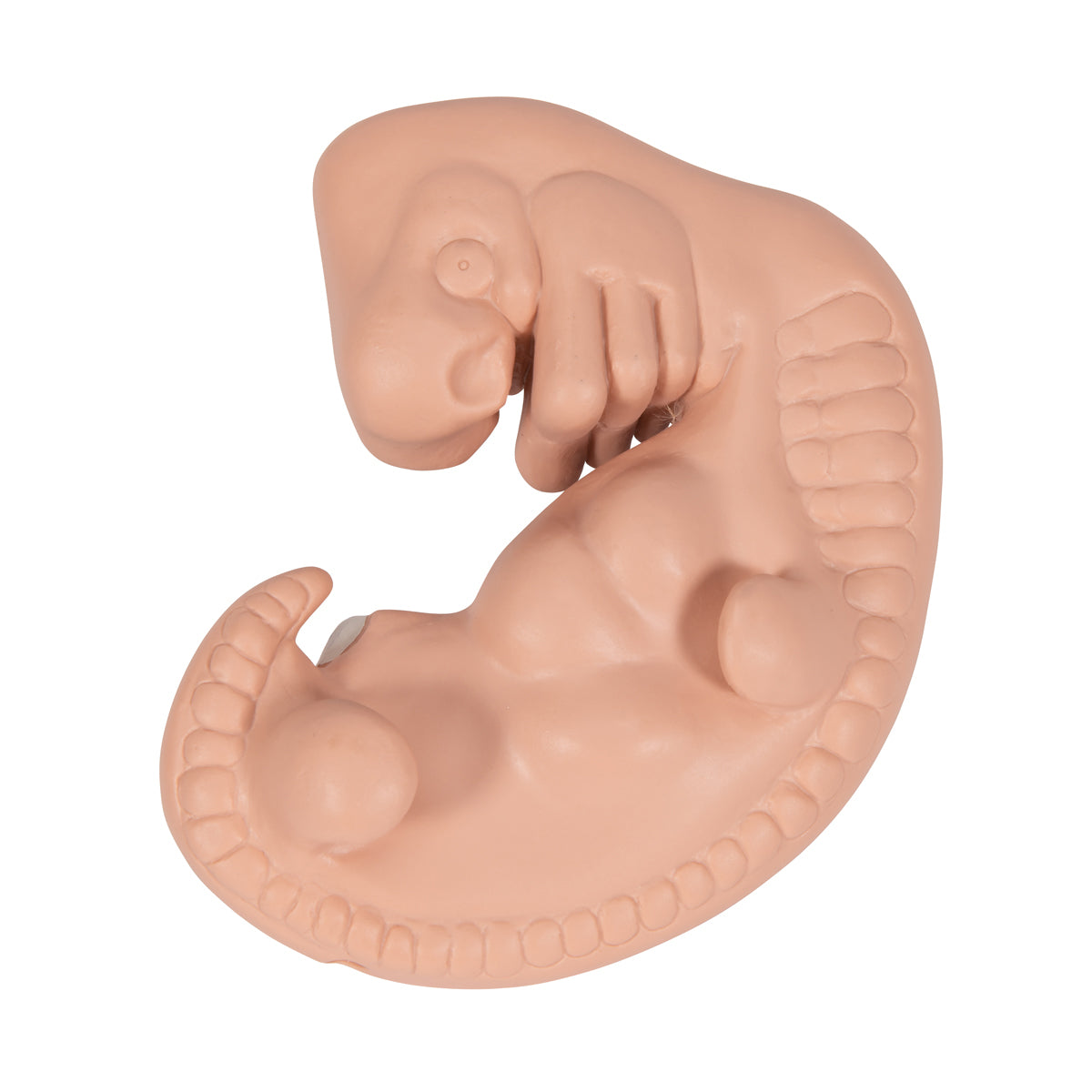 Model of a fetus corresponding to the 4th week of pregnancy in 25 x magnification