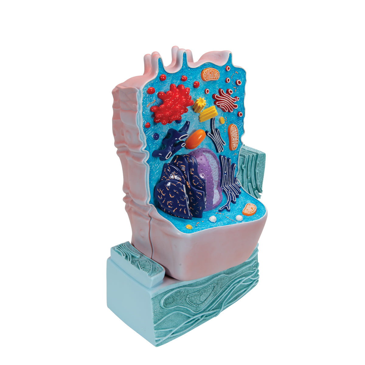Highly detailed model of a cell in an electron microscopic perspective