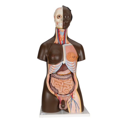 Highly detailed torso with 23 removable parts, dark skin and interchangeable genitalia