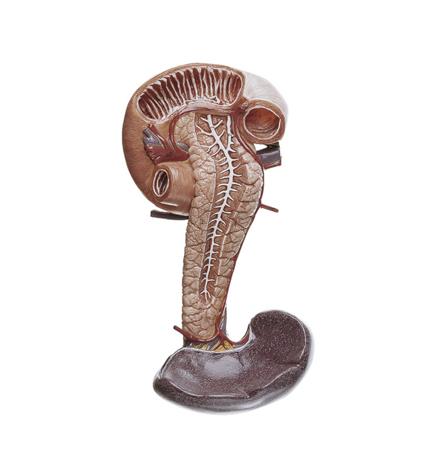 Modell av bukspottkörteln med mjälte och duodenum
