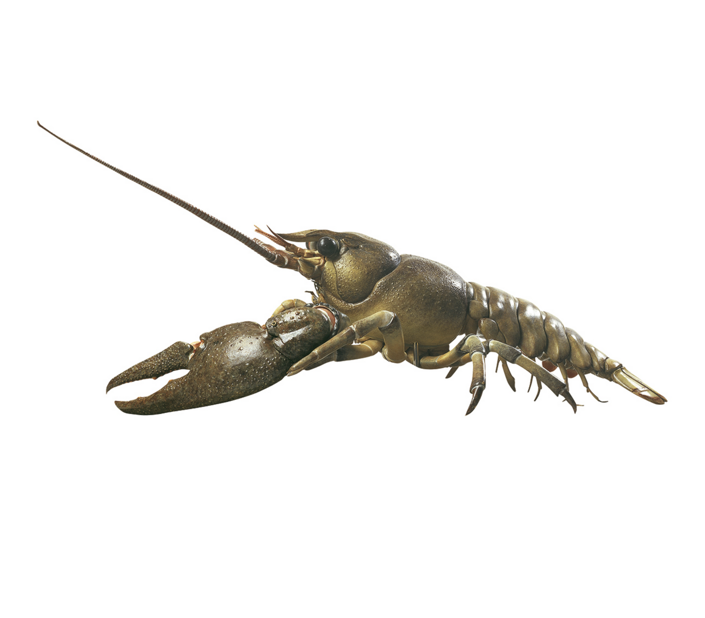 Model of a lobster (Astacus astacus) in the highest quality and enlarged. Can be separated into 13 parts