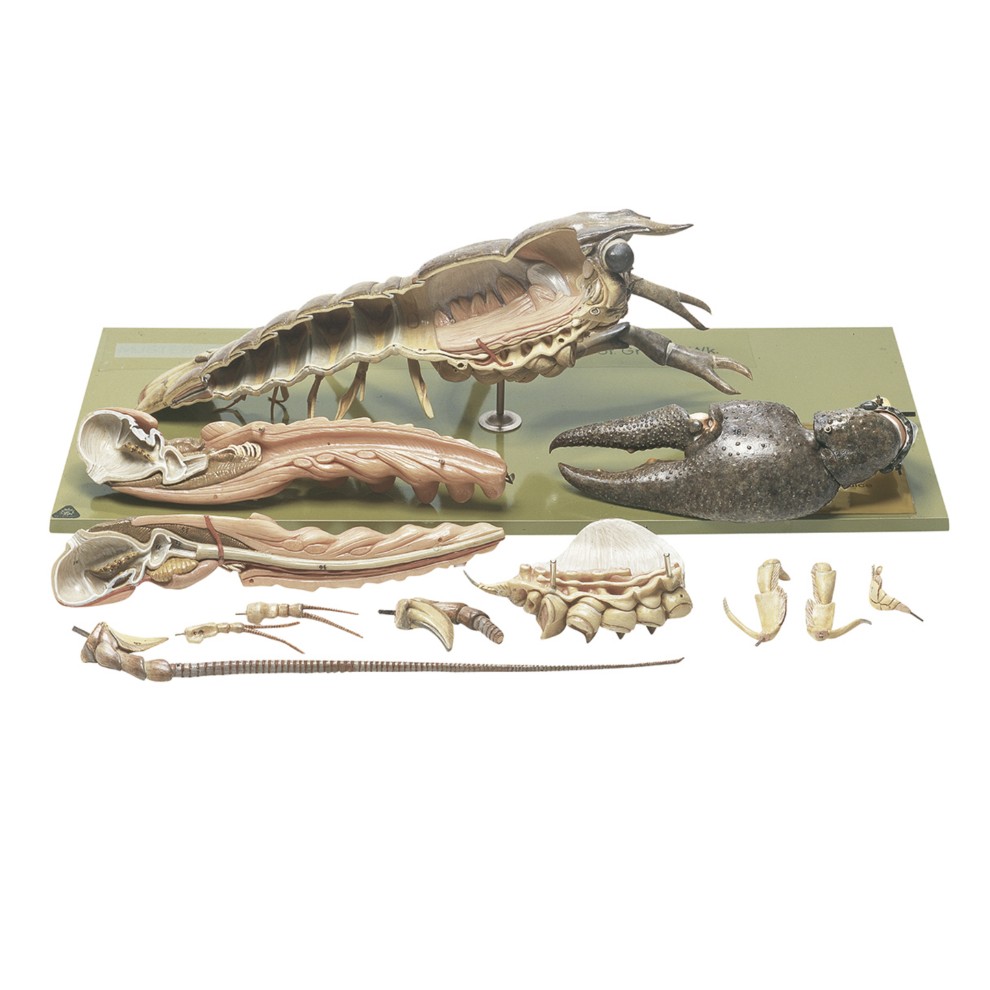 Model af en hummer (Astacus astacus) i højeste kvalitet og forstørret. Kan adskilles i 13 dele