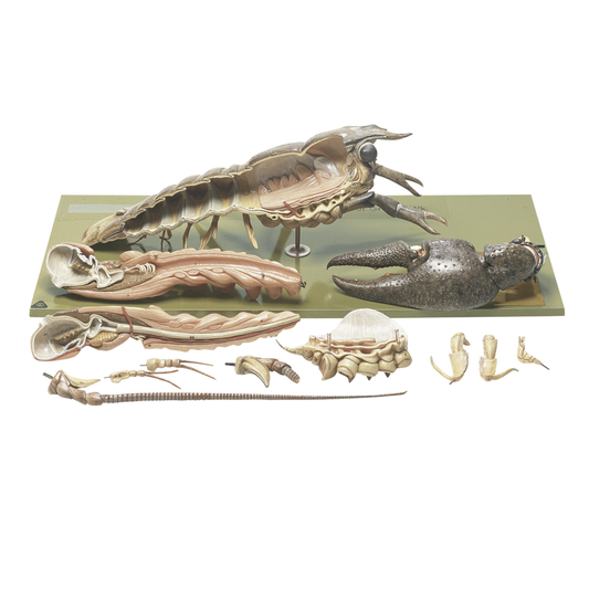 Modell av en hummer (Astacus astacus) i högsta kvalitet och förstorad. Kan delas upp i 13 delar