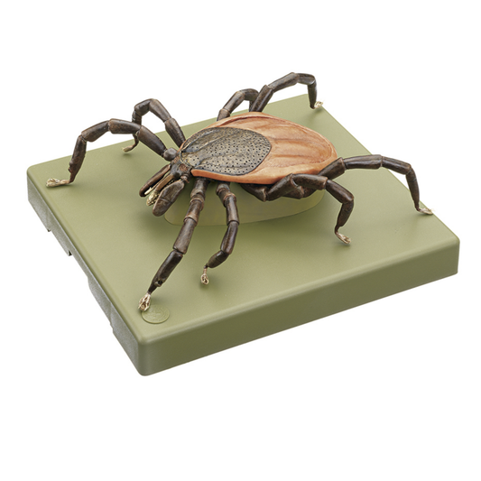 Model of a tick (Ixodes ricinus) in the highest quality and greatly enlarged