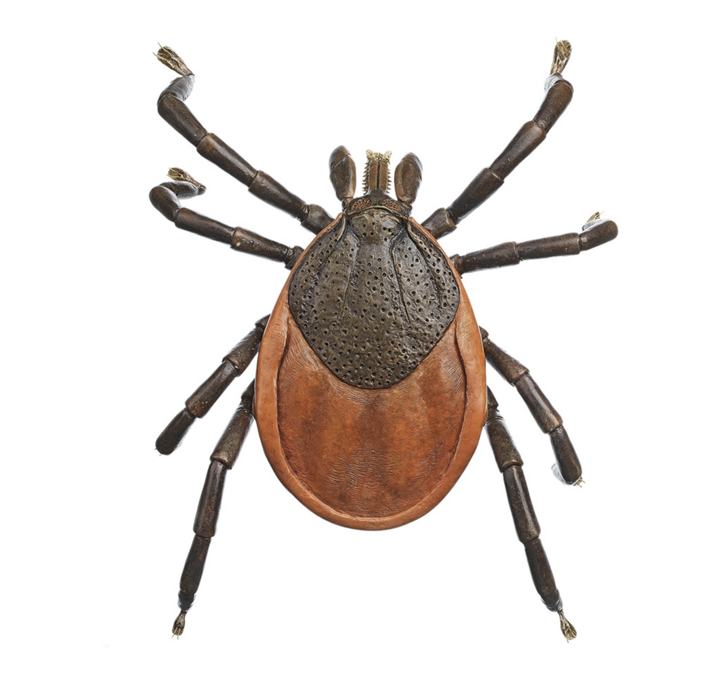 Model of a tick (Ixodes ricinus) in the highest quality and greatly enlarged