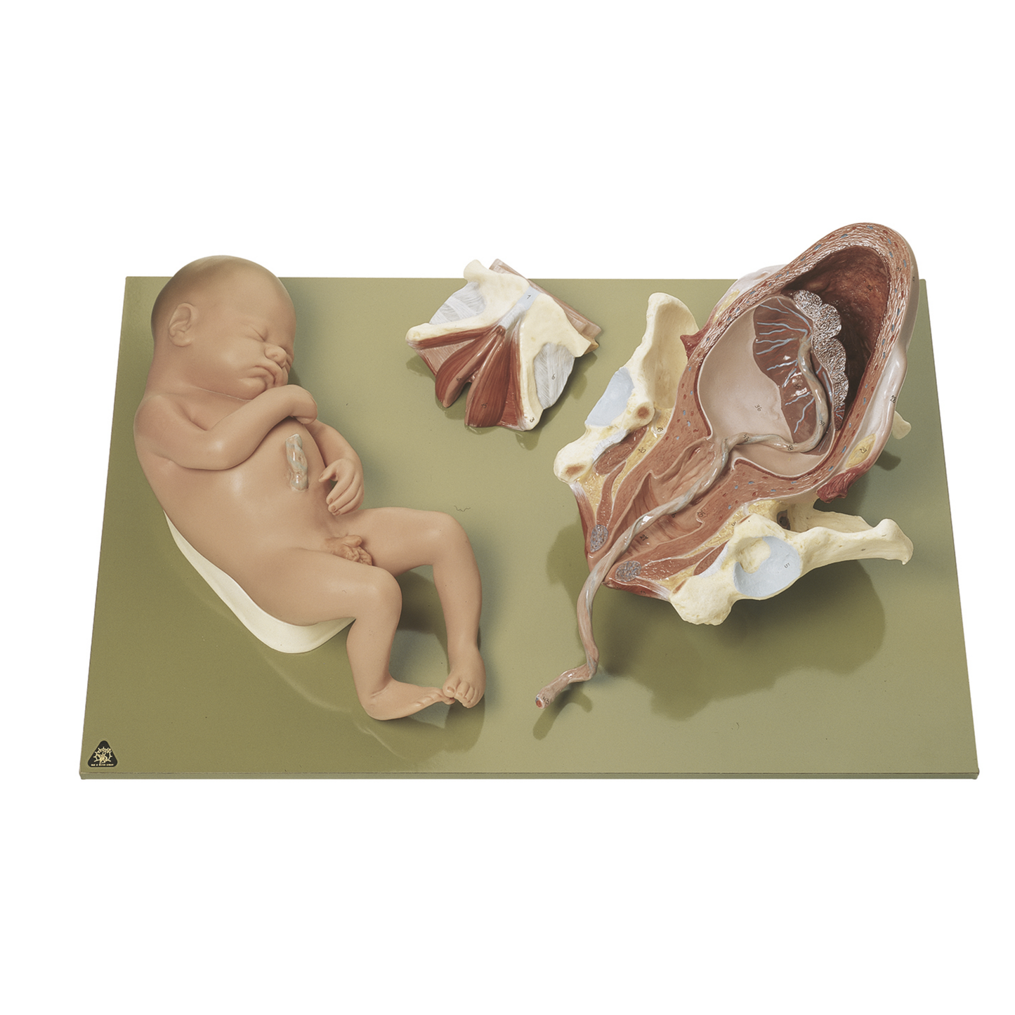 Model of stages of birth, stage 3