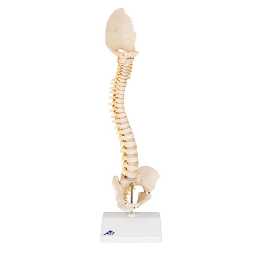 Modell av ryggraden från en 5-åring
