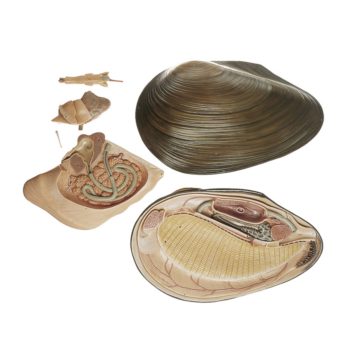 Modell av en mussla (Anodonta cygnea) i högsta kvalitet och förstorad. Kan delas upp i 5 delar