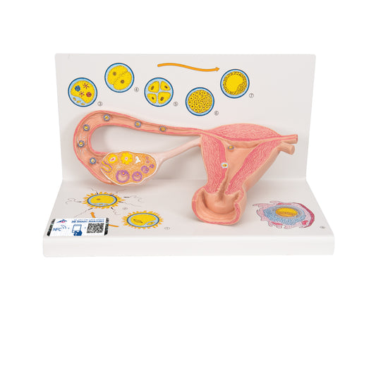 Pædagogisk model som viser ægløsning, befrugtning og implantation i livmoderen